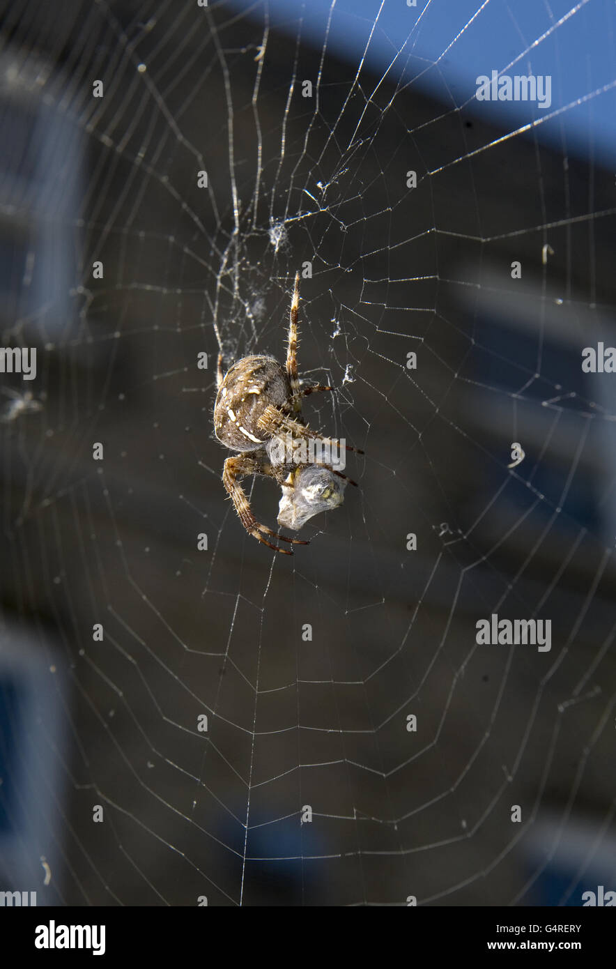 Eine Spinne fängt eine Wespe in ihr Netz. Stockfoto