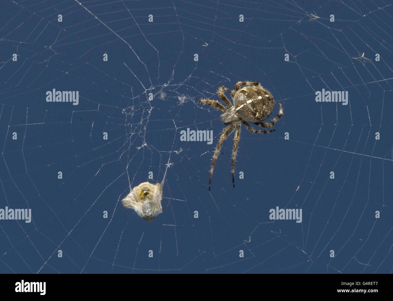 Spider Stock. Eine Spinne fängt eine Wespe in ihr Netz Stockfoto