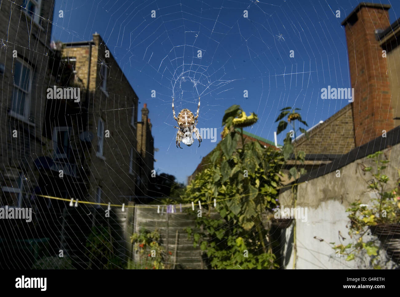 Spider Stock. Eine Spinne fängt eine Wespe in ihr Netz Stockfoto