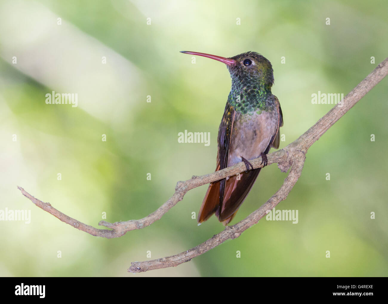 Buff-bellied Kolibri (Amazilia Yucatanensis) Besitz sein Territorium in Harlingen, Texas USA Stockfoto