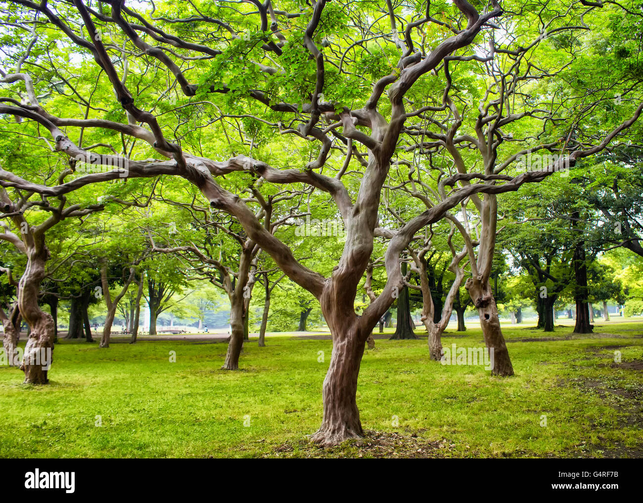 Bäume im Yoyogi Park in Tokio Stockfoto