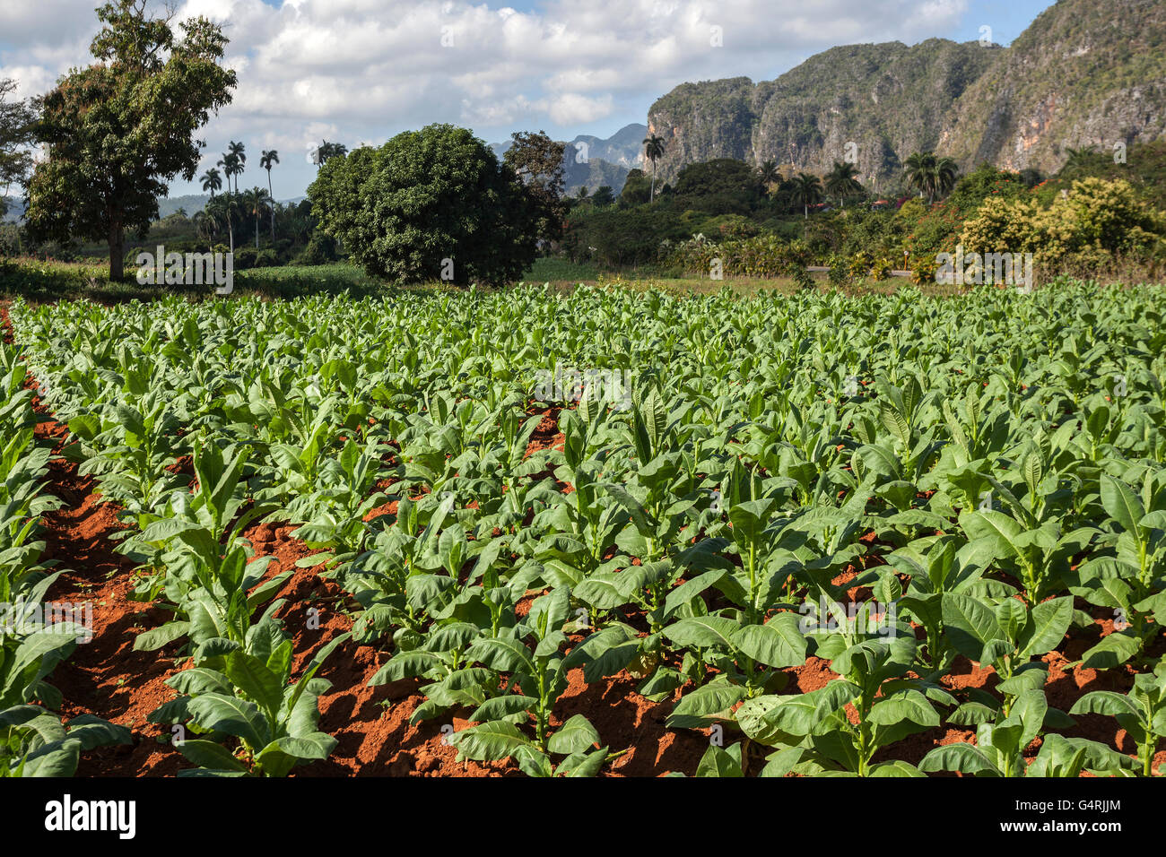 Tabak, Tabakfeld, Karstgebirge Mogotes genannt, im Hintergrund, in der Nähe von Vinales Tal von Vinales, Provinz Pinar Del Rio Stockfoto