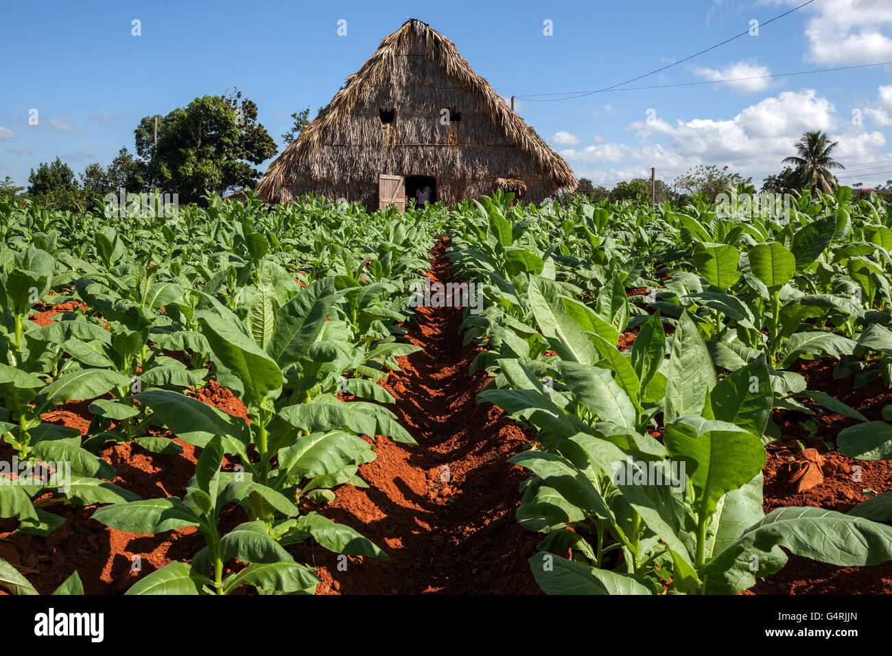 Anbau von Tabak, Tabakfeld, Tabak Scheune im Hintergrund, in der Nähe von Vinales Tal von Vinales, Provinz Pinar Del Rio, Kuba Stockfoto