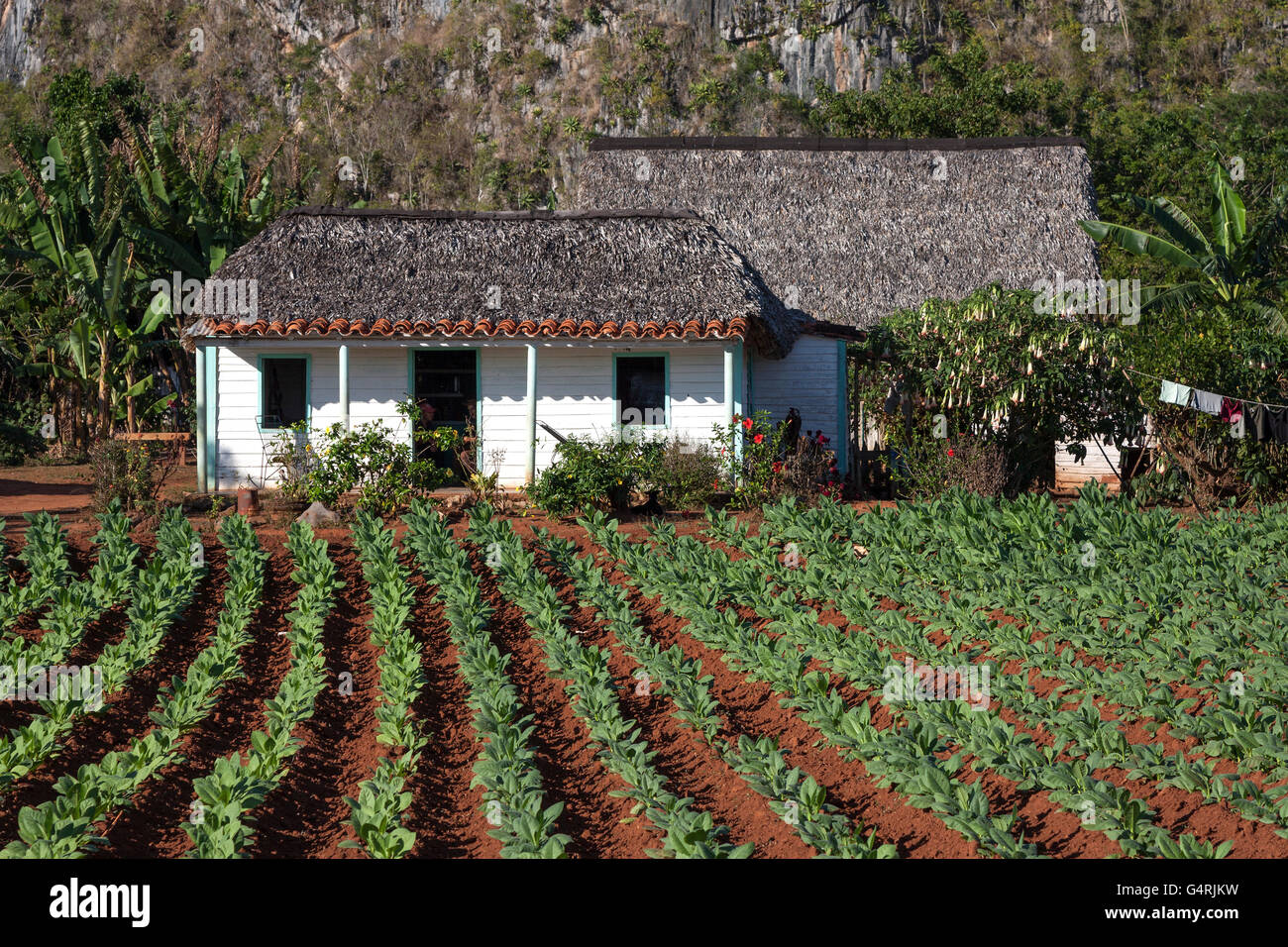 Tabakanbau, Tabakfeld, Eigentum von Tabak Landwirt in der Nähe von Vinales, Vinales, Provinz Pinar Del Rio, Kuba Stockfoto