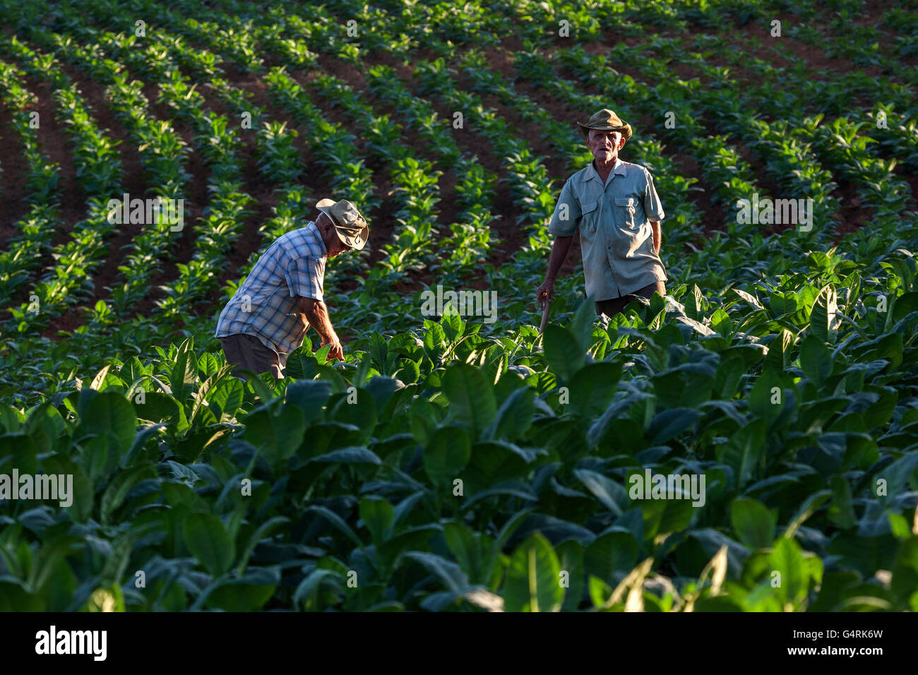 Tabakanbau, Tabakbauern arbeiten im Bereich Tabak, in der Nähe von Vinales, Vinales Tal, Provinz Pinar Del Rio, Kuba Stockfoto
