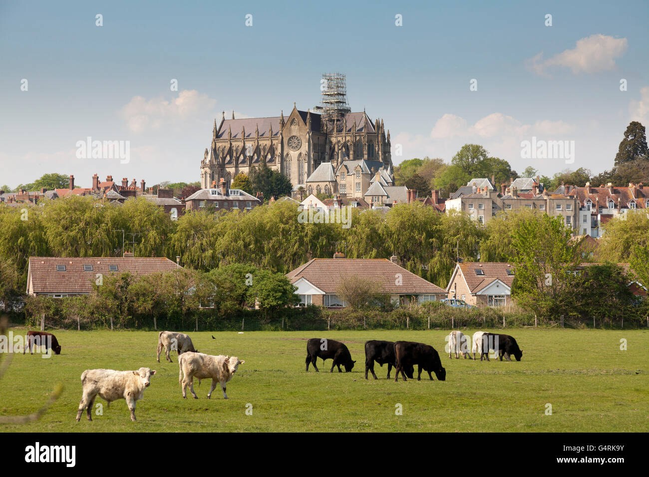 Grasende Kühe auf einem Feld vor der Kathedrale Kirche Notre-Dame und Str. Philip Howard, Arundel, West Sussex, England Stockfoto