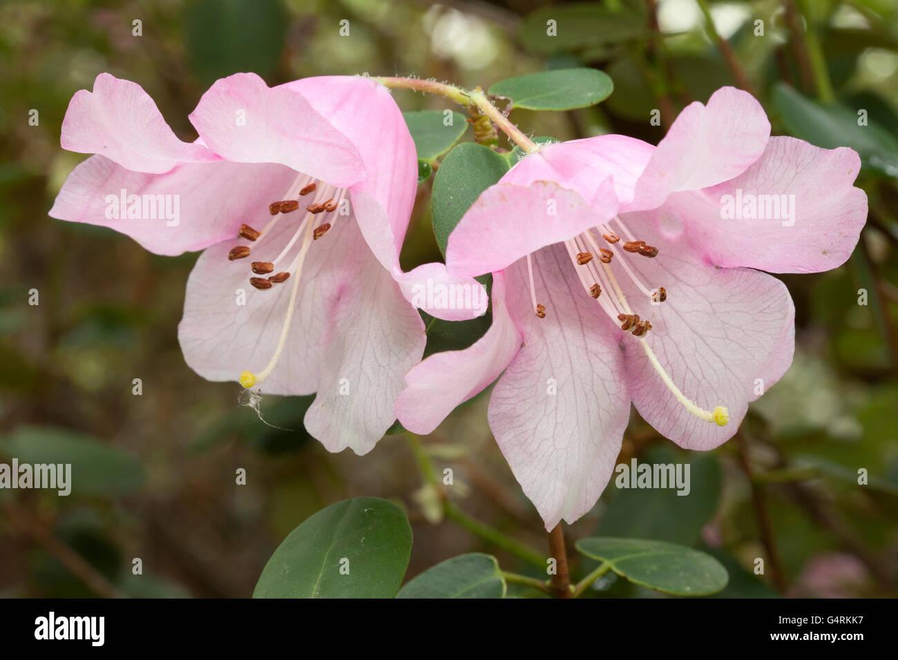 Blüten, Rhododendron (Rhododendron Williamsianum), Botanischer Garten, Bochum, Ruhrgebiet, Nordrhein-Westfalen Stockfoto