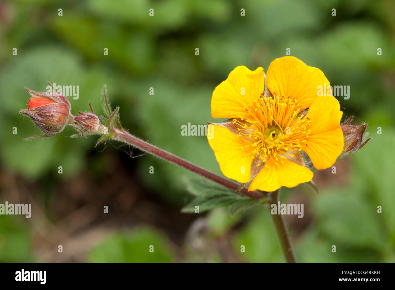 Geum Coccineum, Blüten und Knospen, gefunden in den Kaukasus, den Balkan und Türkei, Botanischer Garten, Bochum, Ruhrgebiet Stockfoto