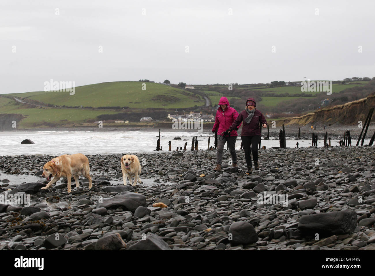 Freunde laufen ihre Hunde am Neujahrstag an einem windigen Aberaeron Beach, Ceredigion. Stockfoto