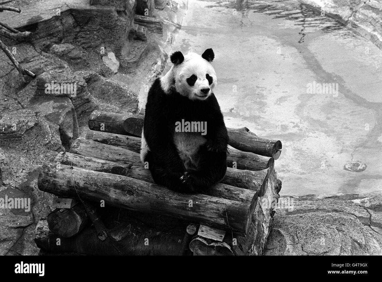 Chi Chi der Panda. Chi Chi The Panda im London Zoo, Regents Park. Stockfoto