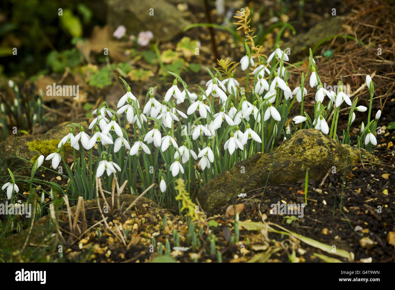 Die Schneeglöckchen Galanthus sind einen Monat früher in den East Lambrook Manor Gardens, Somerset, wo das extrem milde Winterwetter viele Blumenarten viel früher als üblich blühen lässt. Stockfoto