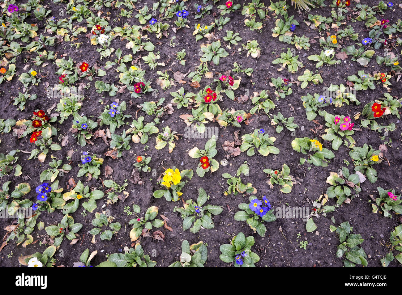 Blumen blühen im Sandford Park, Cheltenham, in dem milden, aber stürmischen Wetter, das Teile von Großbritannien getroffen hat. Stockfoto