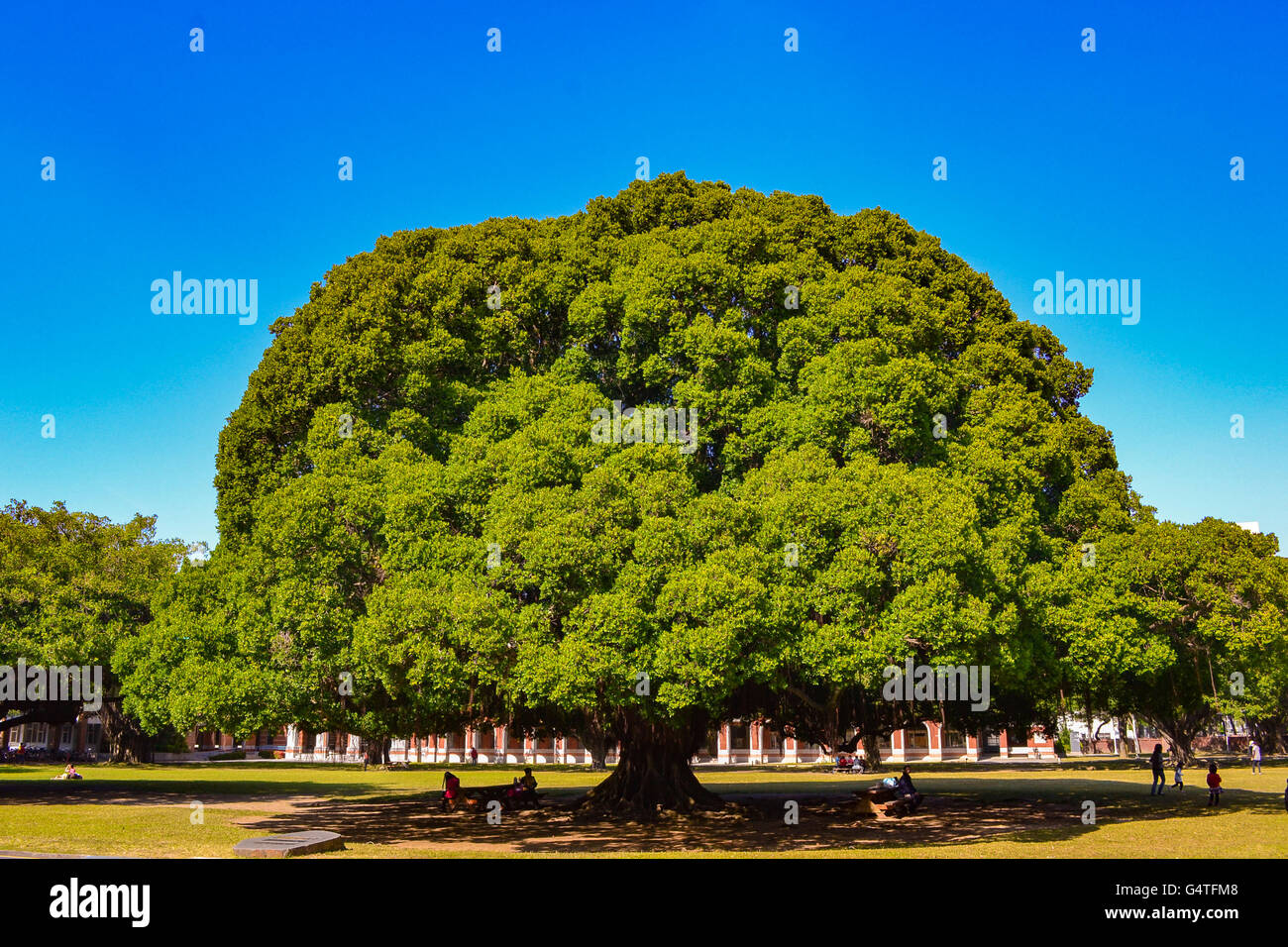 Ein riesiger Banyan Baum in perfekter Form Stockfoto