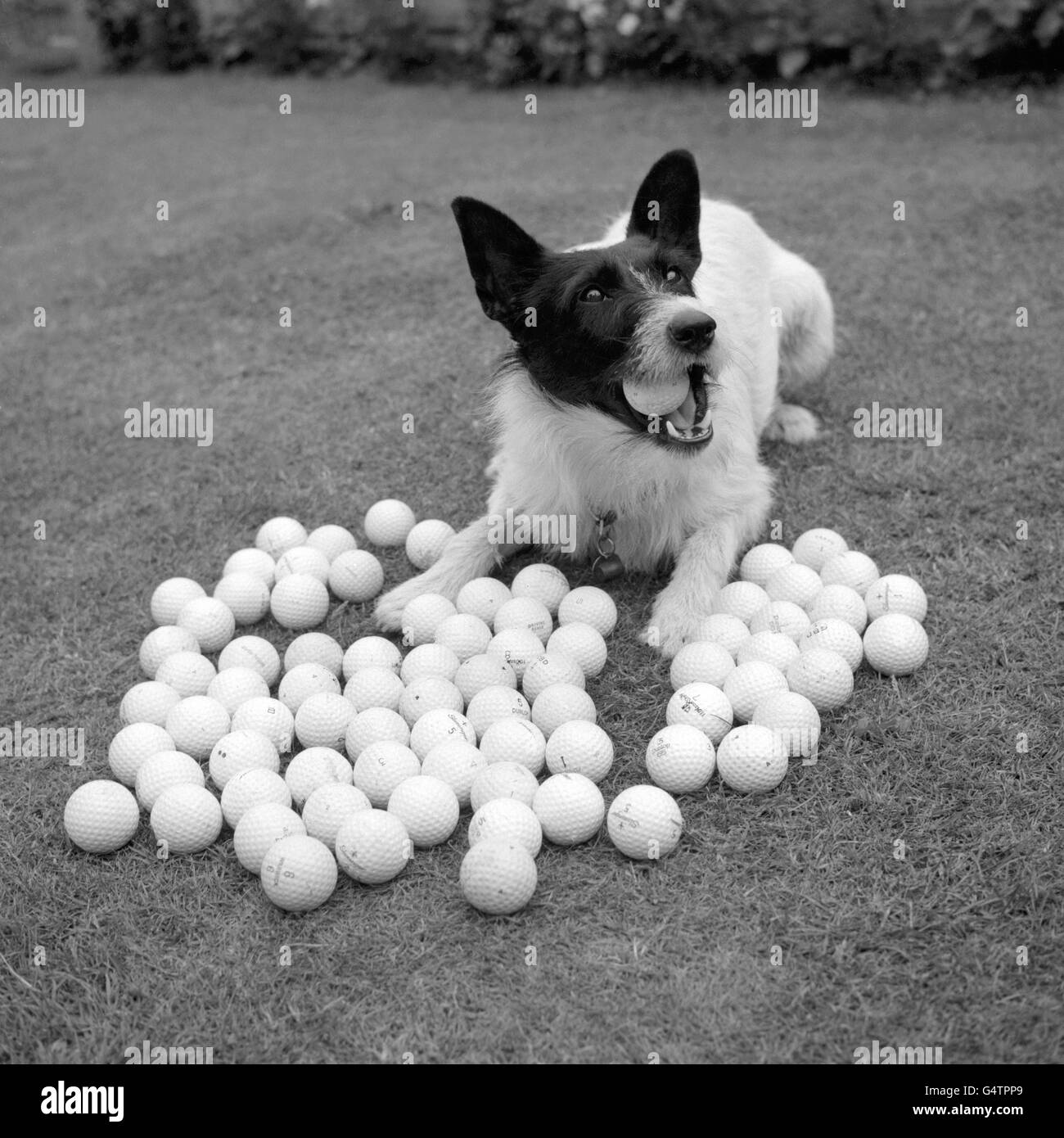 Ricky, ein zweijähriger Cross Russell Terrier, der auf dem nahe gelegenen Golfplatz verlorene Golfbälle abrundet. Besitzer Daisy Roberts von King's Place, North Wales, schätzt, dass er etwa tausend Bälle gefunden hat Stockfoto