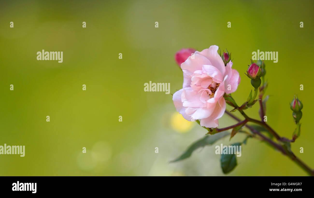 Eine Blume mit rosa Blüten auf einem unscharfen Hintergrund im 16:9-Format. Stockfoto