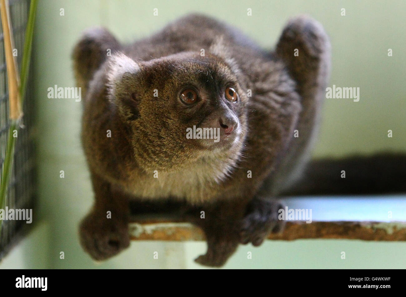 Eine vom Aussterben bedrohte weibliche Großbambos Lemur, eine von nur 19 Tieren in der ganzen Welt, schaut sich ihr Gehege an, nachdem sie aus Frankreich im Port Lympne Wild Animal Park nahe Ashford, Kent, angekommen ist. Stockfoto