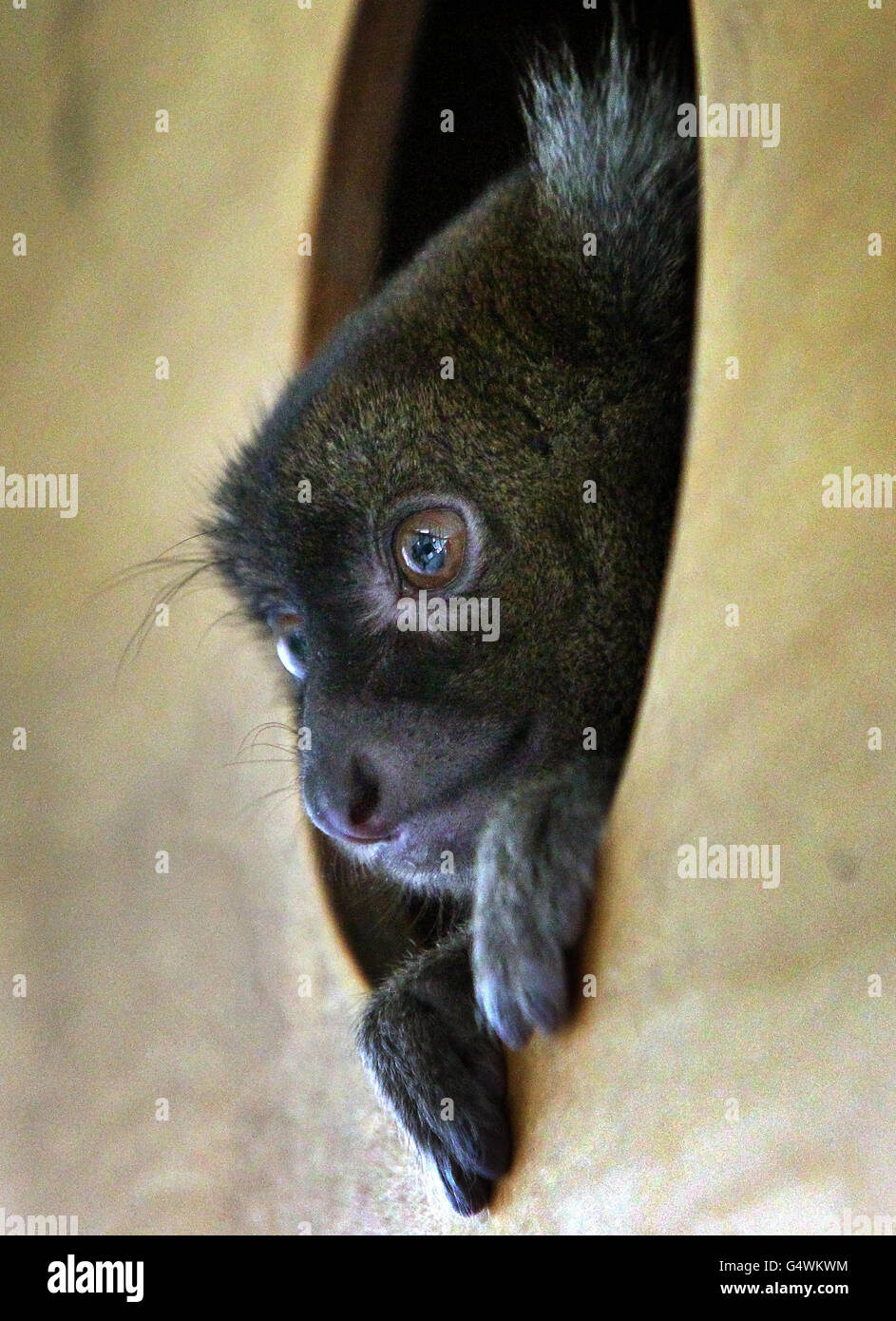 Eine vom Aussterben bedrohte weibliche Großbambos Lemur, eine von nur 19 Tieren in der ganzen Welt, ist aus dem Gehege ausgetroffen, nachdem sie aus Frankreich im Port Lympne Wild Animal Park nahe Ashford, Kent, angekommen ist. Stockfoto