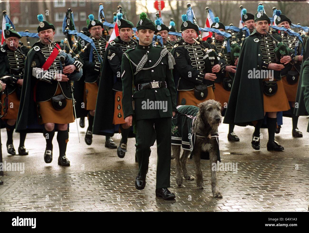 Der irische Wolfshund Sarunta führt die Londoner irischen Gewehre an, als sie aus dem Hauptquartier des Duke of York in Chelsea ausziehen. Stockfoto