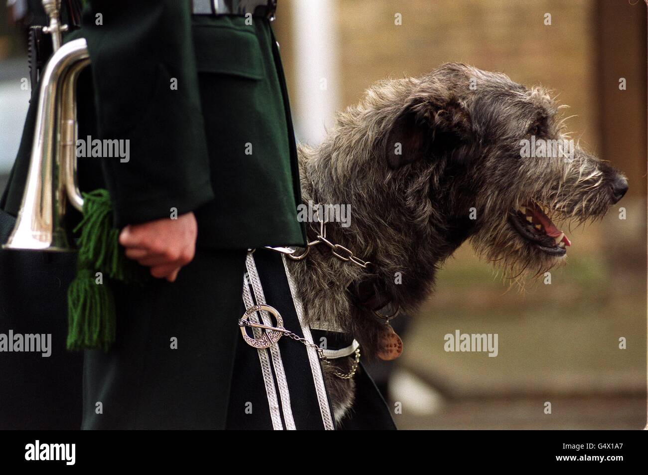 Hund London Irish Rifles Stockfoto