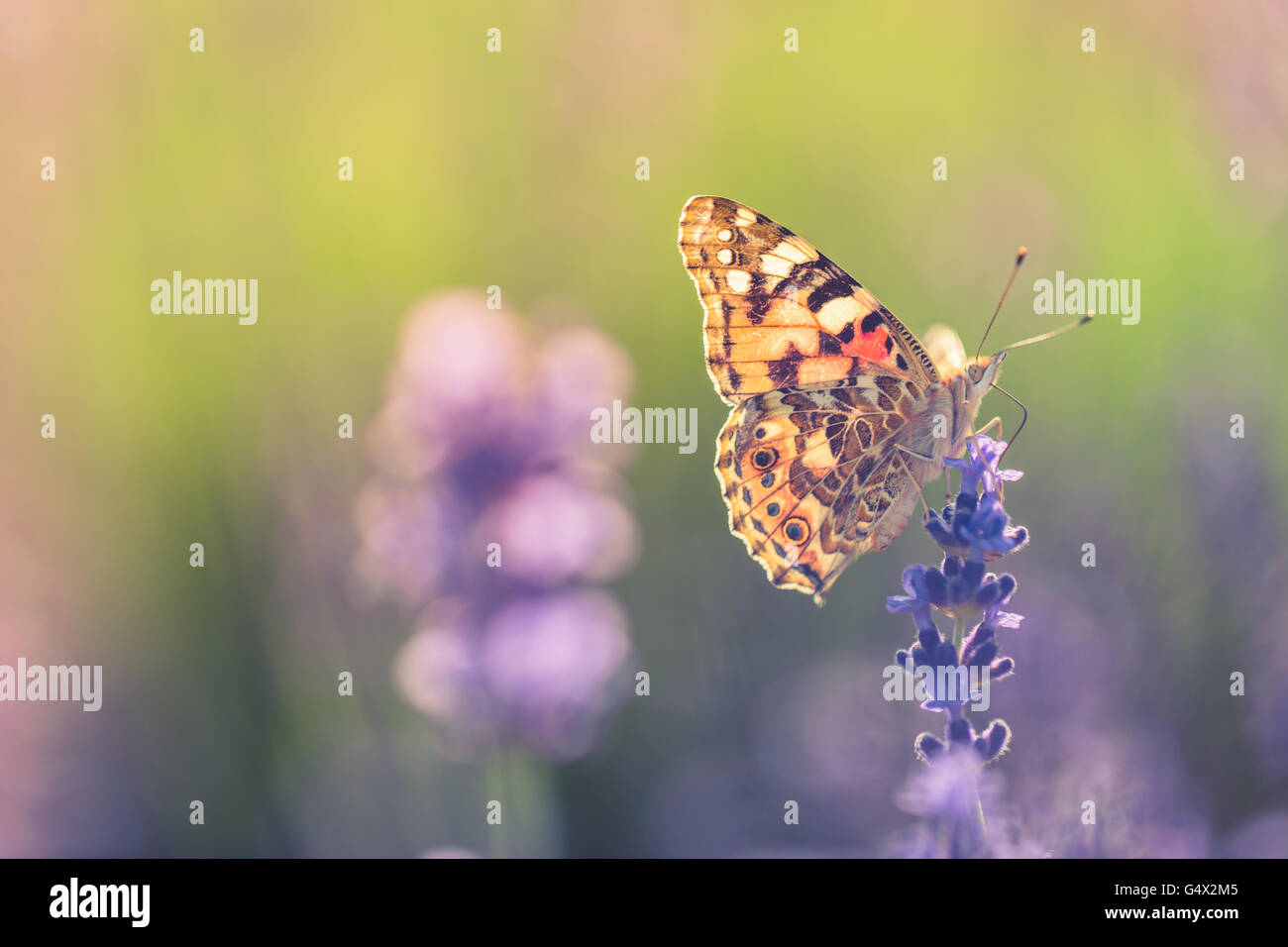 Schöne inspirierende natürlichen Hintergrund. Schmetterling auf Lavendel bei Sonnenuntergang. Stockfoto