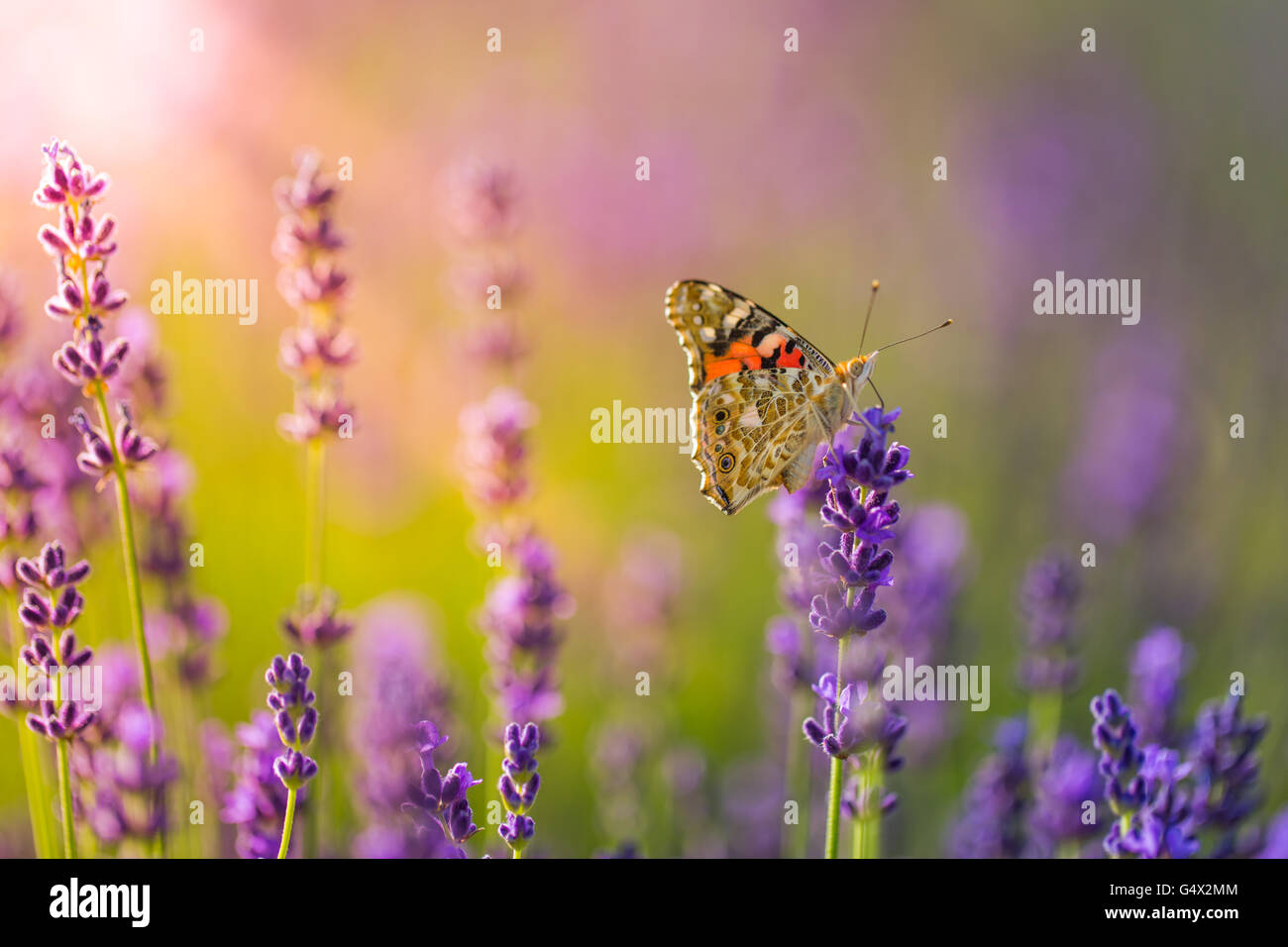 Schöne inspirierende Hintergrund Konzept. Schmetterling und Lavendel-Konzept. Sonnenlicht und tolle Farben! Instagram-Effekt Stockfoto