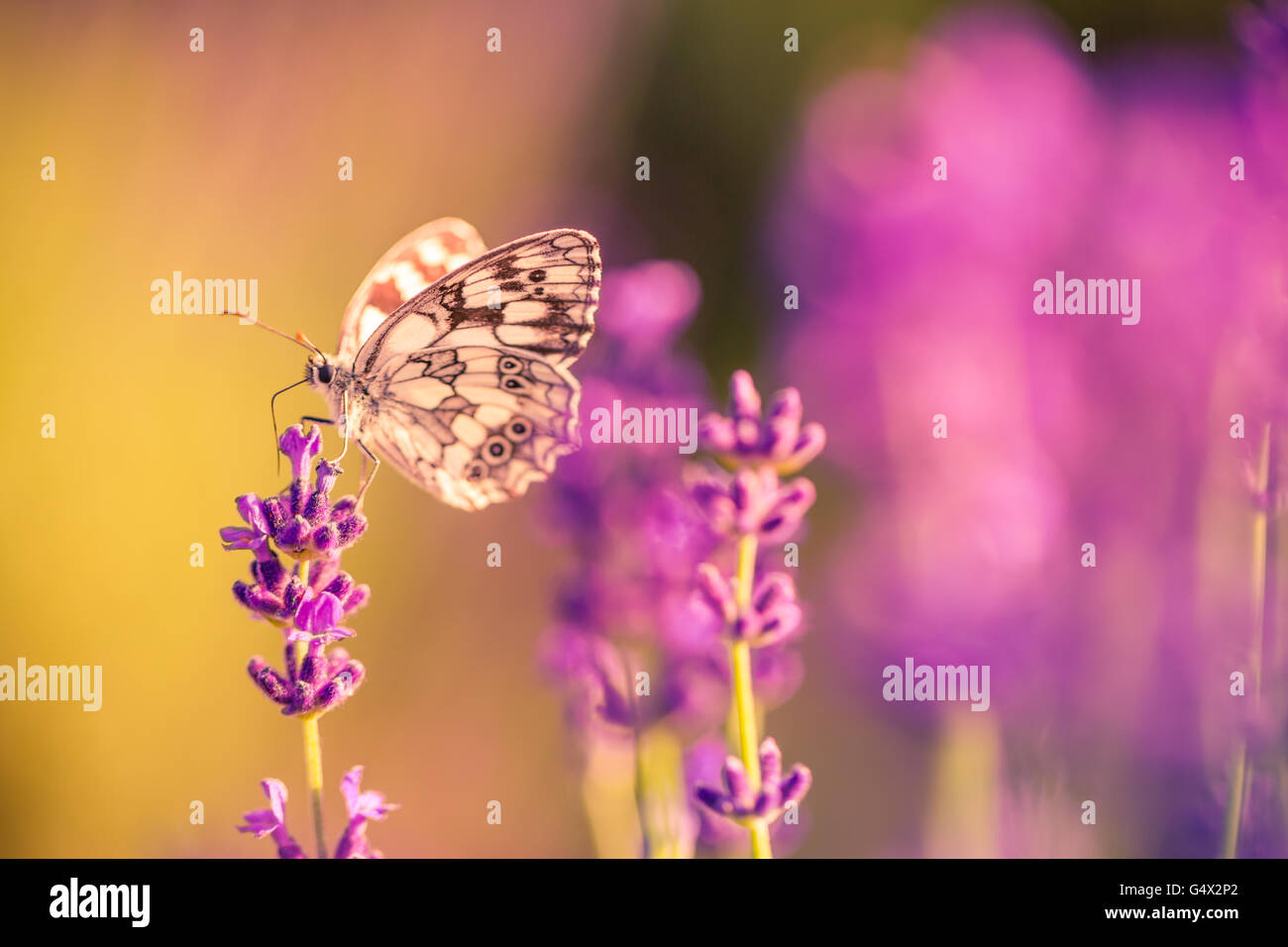 Schöne inspirierende natürlichen Hintergrund. Schmetterling auf Lavendel bei Sonnenuntergang. Stockfoto