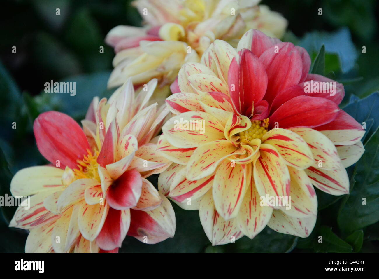 Schöne Blumenbild Stockfoto