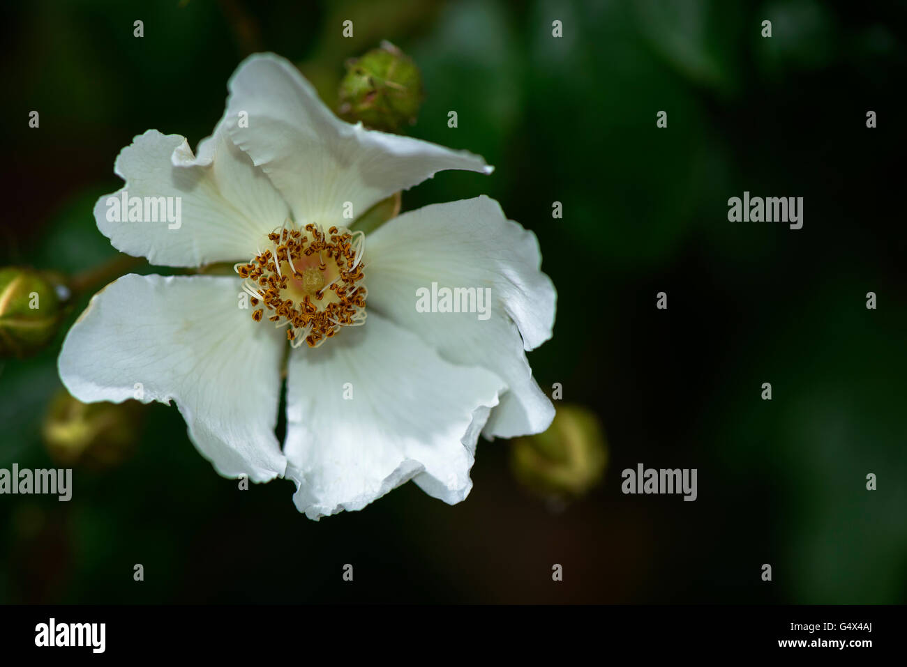 Wilde Brombeere Blume Stockfoto