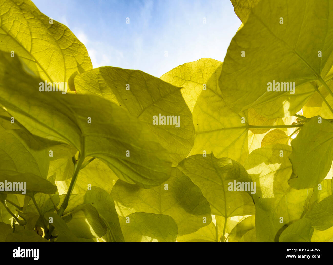 Transluzenter neuer Frühling Blätter der jungen indischen Bean Tree. Stockfoto
