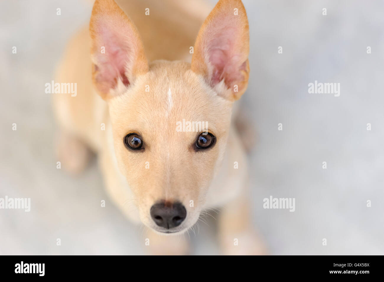 Niedlichen Welpen ist ein niedlicher neugierig Welpe mit den sehr großen neugierigen Augen blickte. Stockfoto