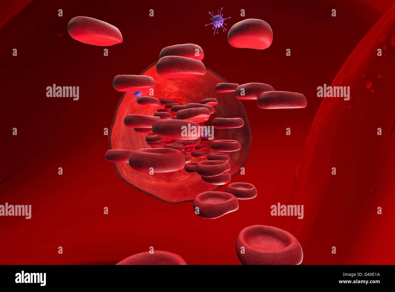 Blutgefäß mit Bloodcells durchströmt Stockfoto