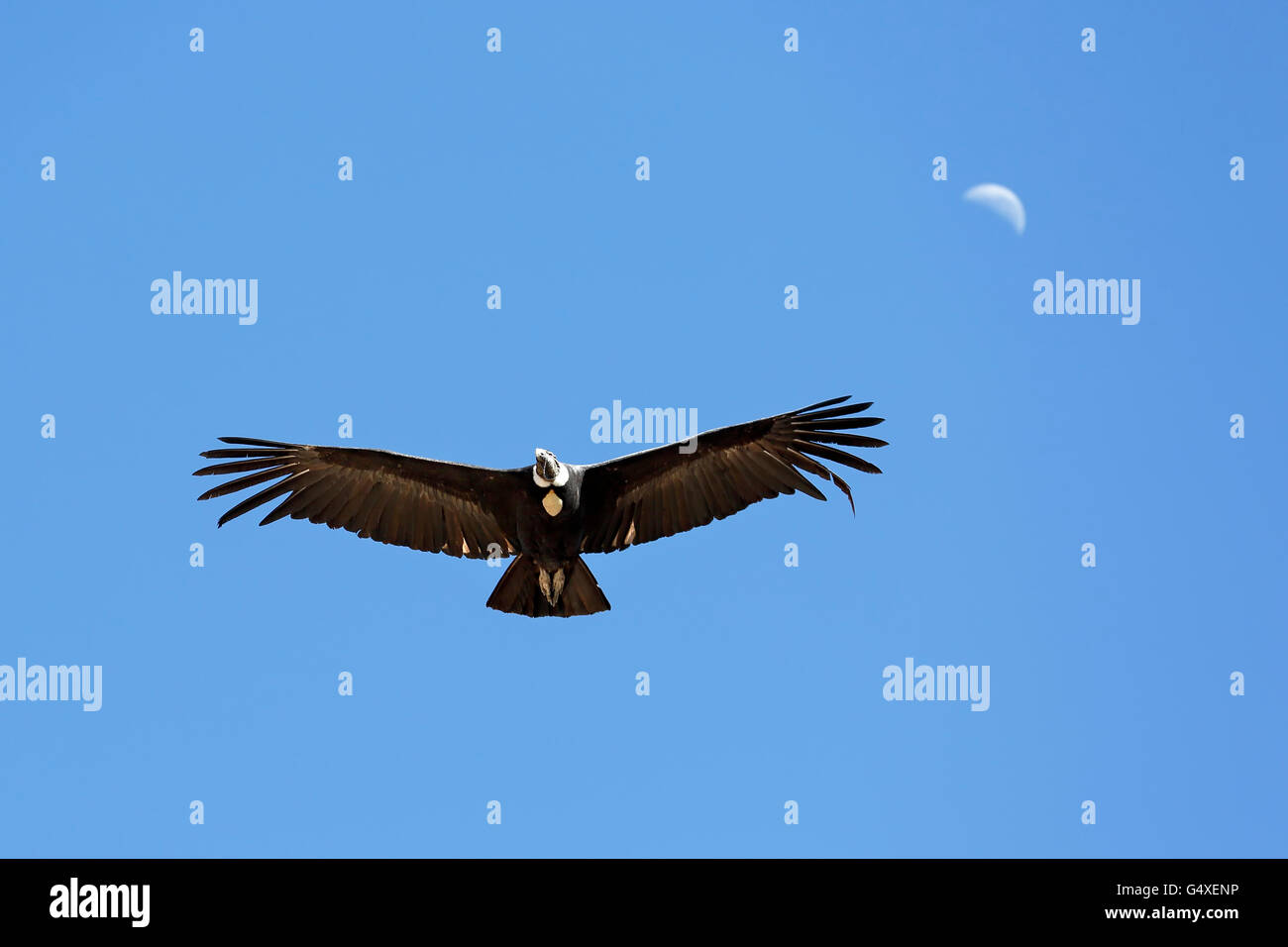 Andenkondor (Vultur Kondor) fliegen über Colca Canyon (Mond im Hintergrund), vom Kreuz des Condor übersehen, Arequipa, Peru Stockfoto