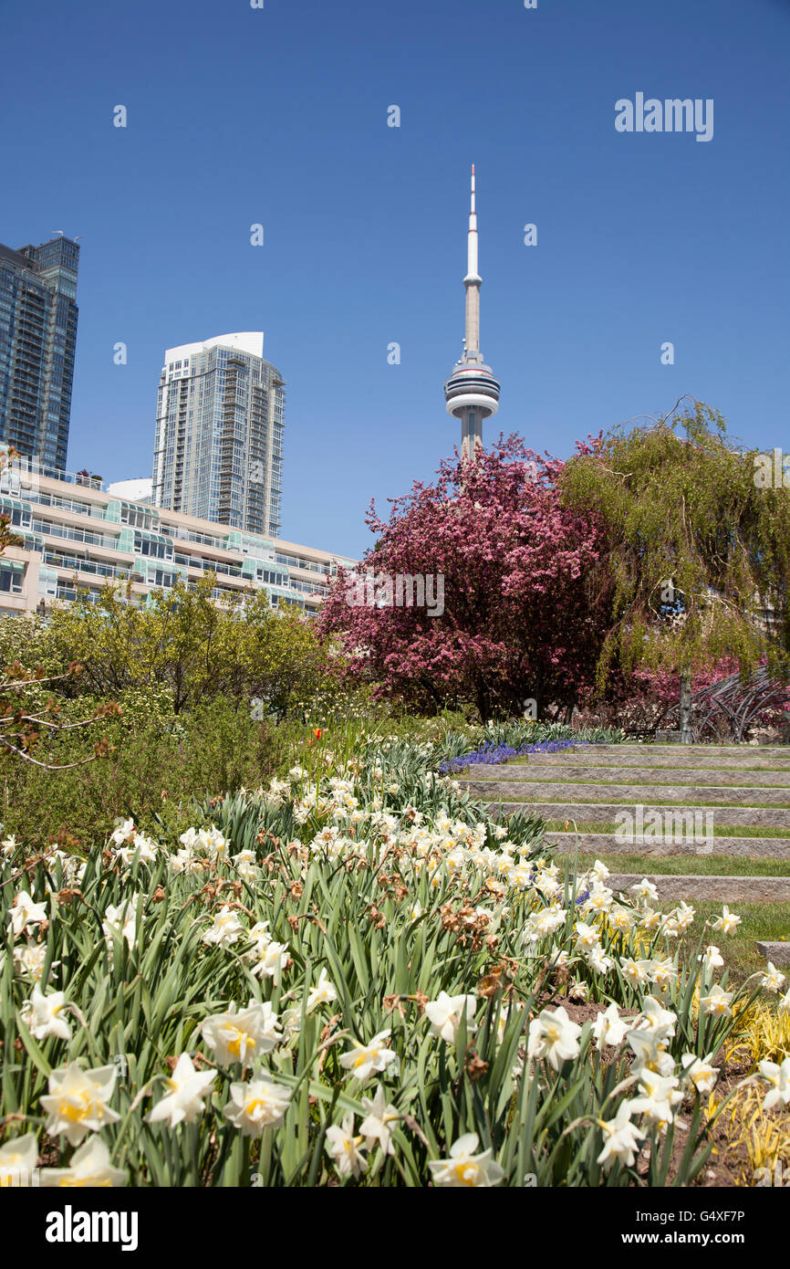 Blick auf den CN Tower in Toronto von einem Blumenpark im Wallgraben Stockfoto