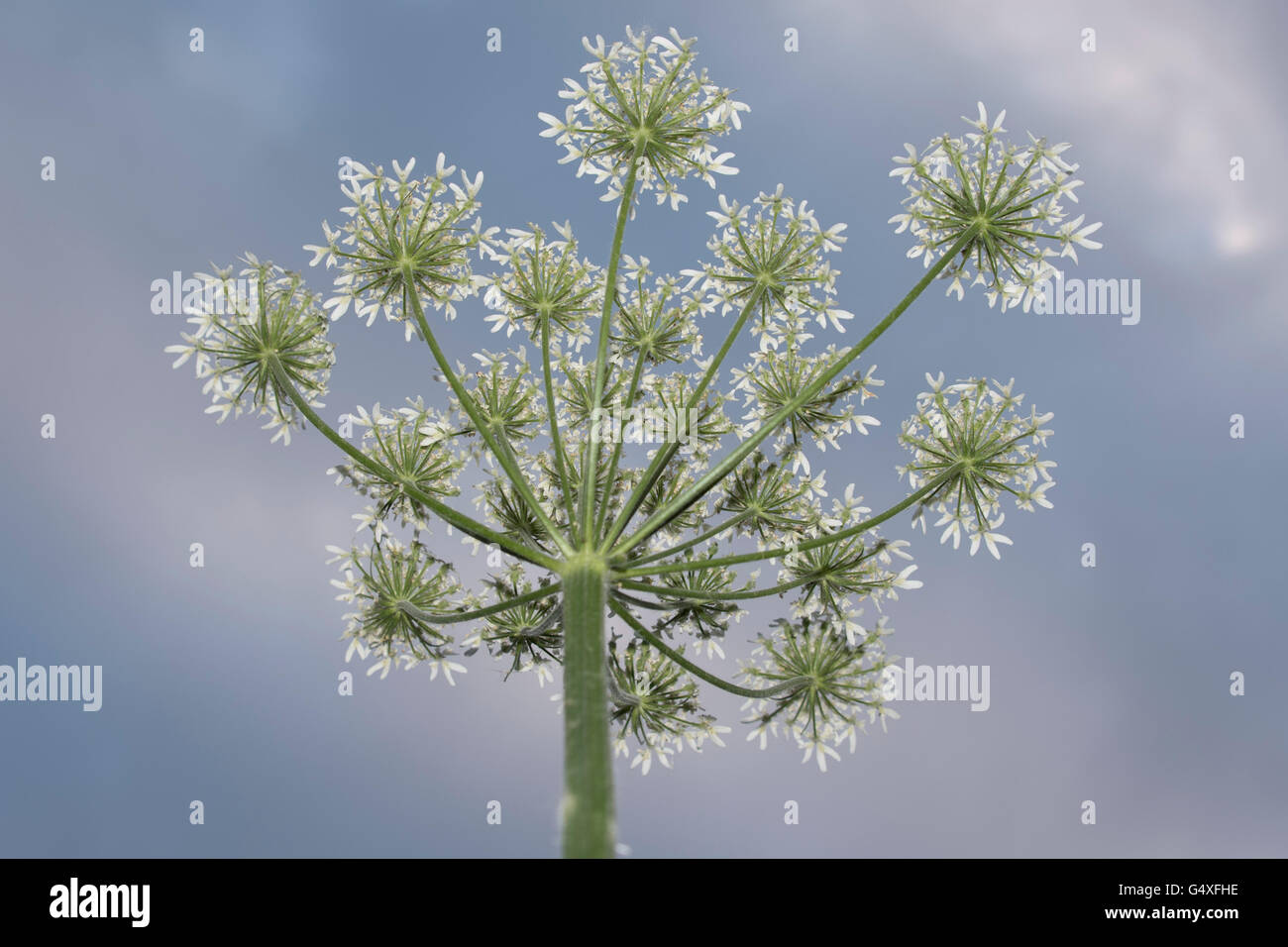 Ground Elder Stockfoto