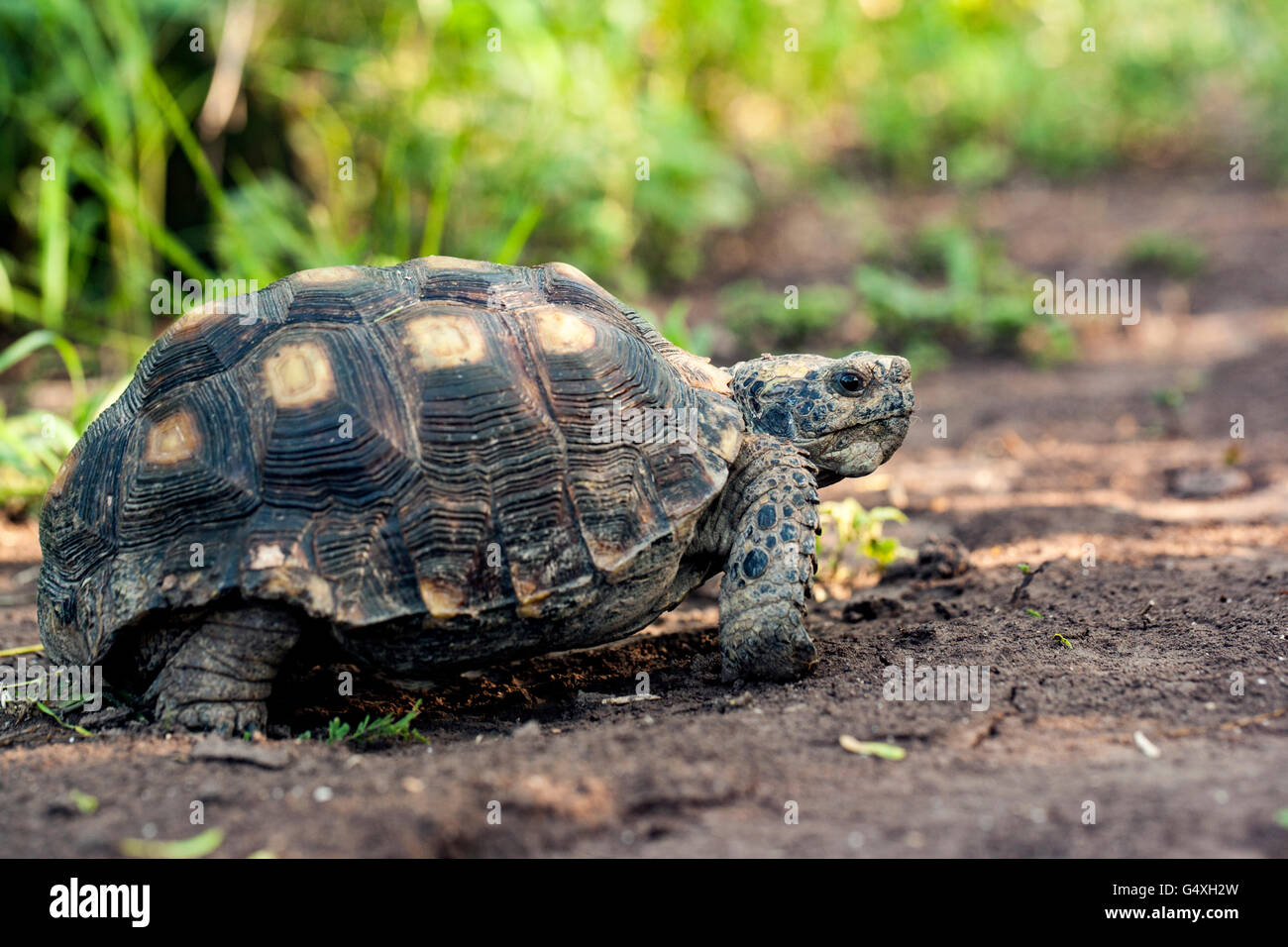 Texas-Schildkröte (Gopherus Berlandieri-) - Camp Lula Sams - Brownsville, Texas USA Stockfoto