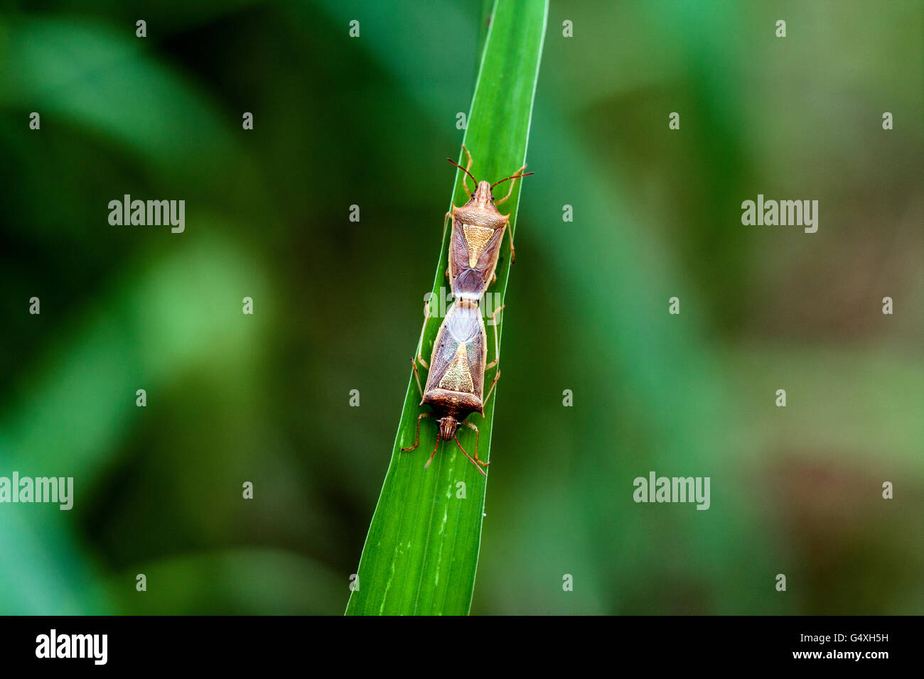 Stink Bug Arten Paarung - Camp Lula Sams, Brownsville, Texas, USA Stockfoto