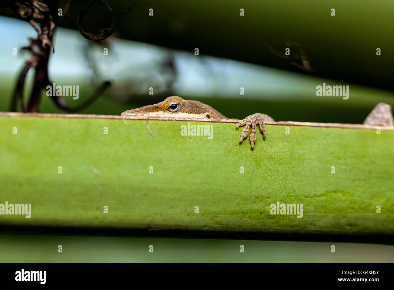 Carolina Anole (Anolis Carolinensis) - Camp Lula Sams, Brownsville, Texas, USA Stockfoto