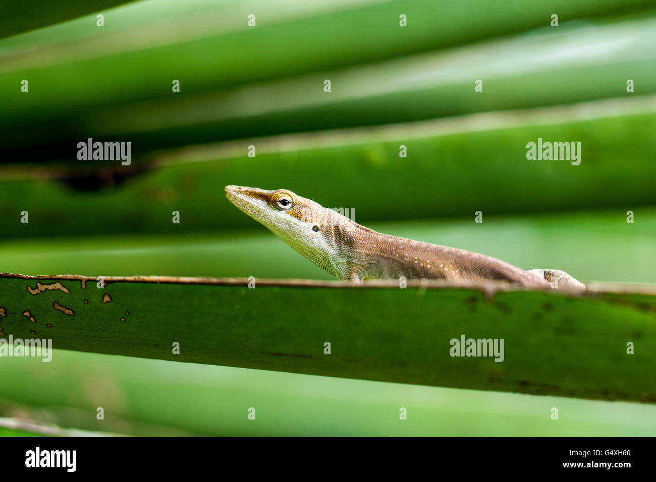 Carolina Anole (Anolis Carolinensis) - Camp Lula Sams, Brownsville, Texas, USA Stockfoto