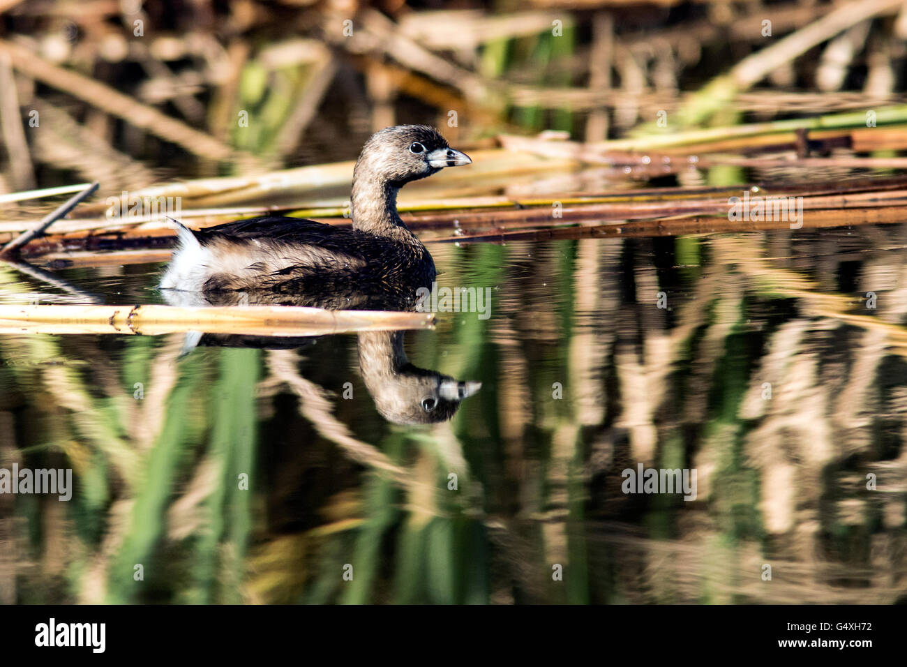 Pied – abgerechnet Grebe - Camp Lula Sams - Brownsville, Texas, USA Stockfoto