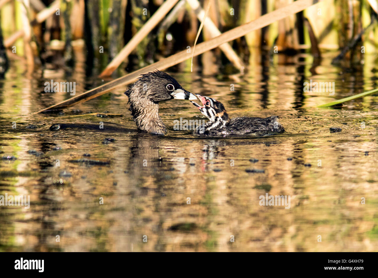 Pied – abgerechnet Grebe Mutter und Küken - Camp Lula Sams - Brownsville, Texas, USA Stockfoto