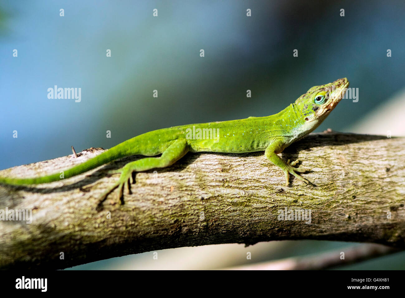 Carolina Anole (Anolis Carolinensis) - Camp Lula Sams, Brownsville, Texas, USA Stockfoto