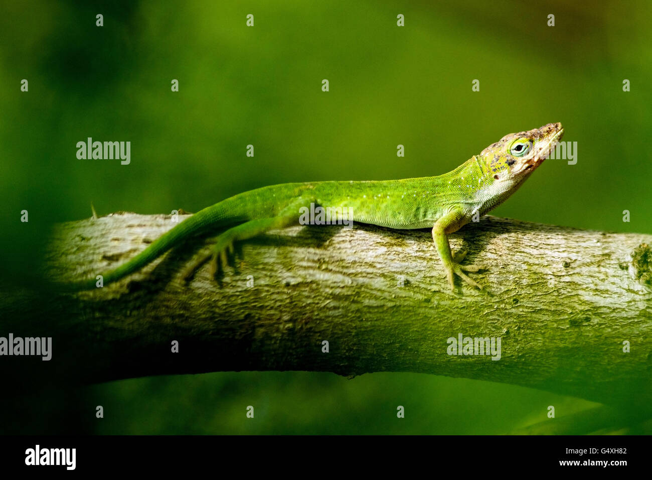 Carolina Anole (Anolis Carolinensis) - Camp Lula Sams, Brownsville, Texas, USA Stockfoto