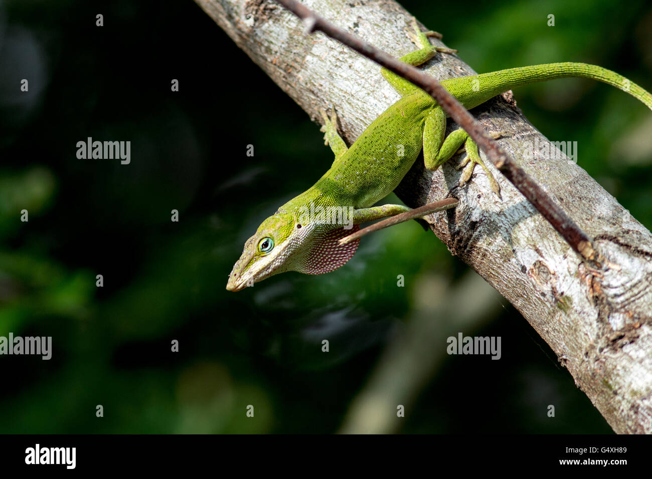 Carolina Anole (Anolis Carolinensis) - Camp Lula Sams, Brownsville, Texas, USA Stockfoto