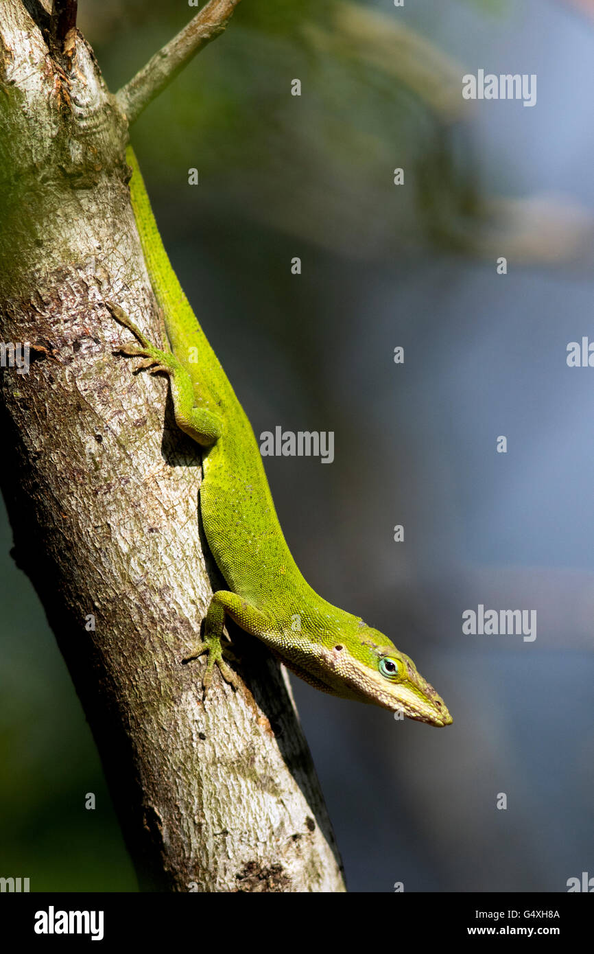 Carolina Anole (Anolis Carolinensis) - Camp Lula Sams, Brownsville, Texas, USA Stockfoto