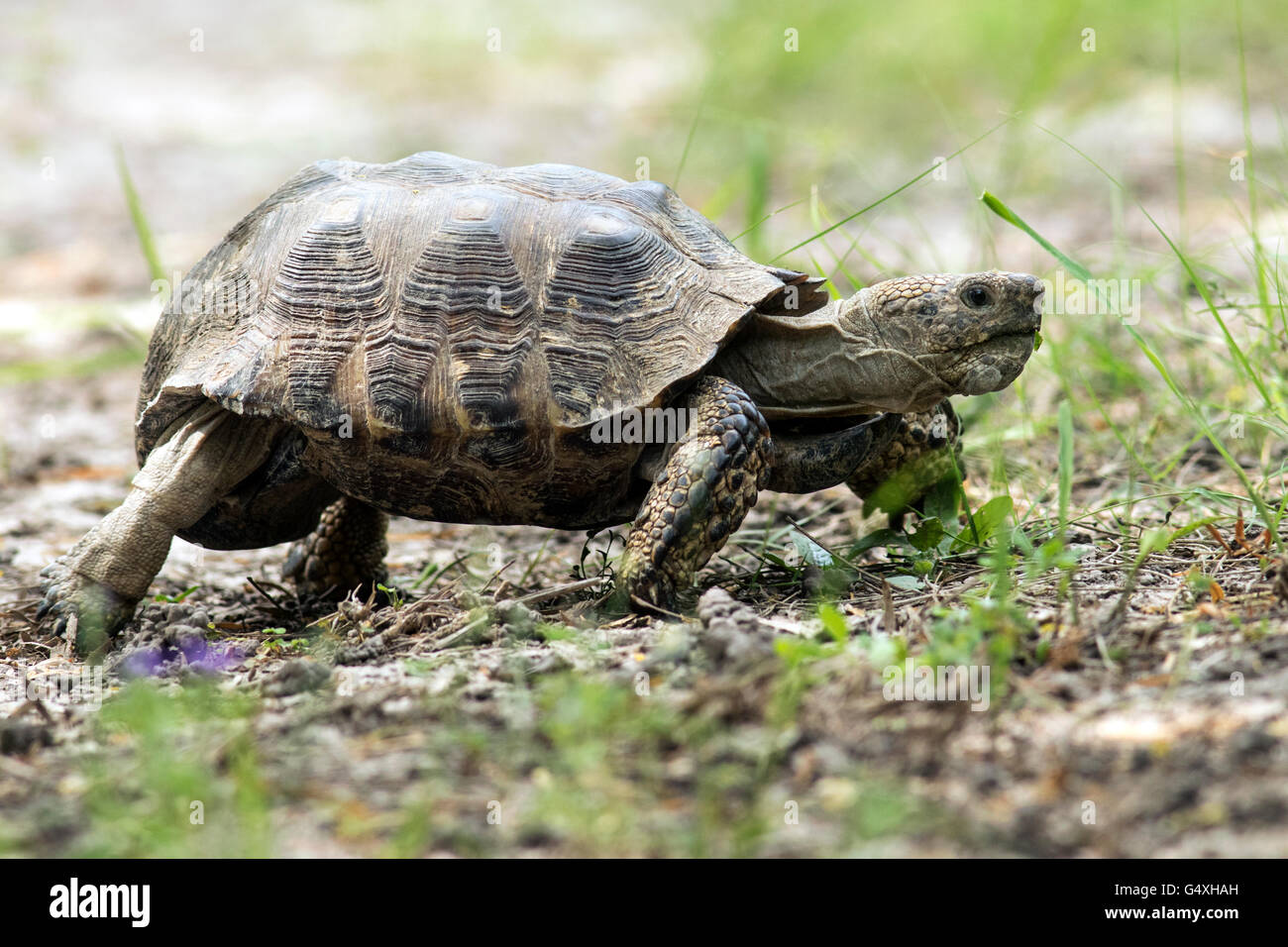 Texas-Schildkröte (Gopherus Berlandieri-) - Camp Lula Sams - Brownsville, Texas USA Stockfoto