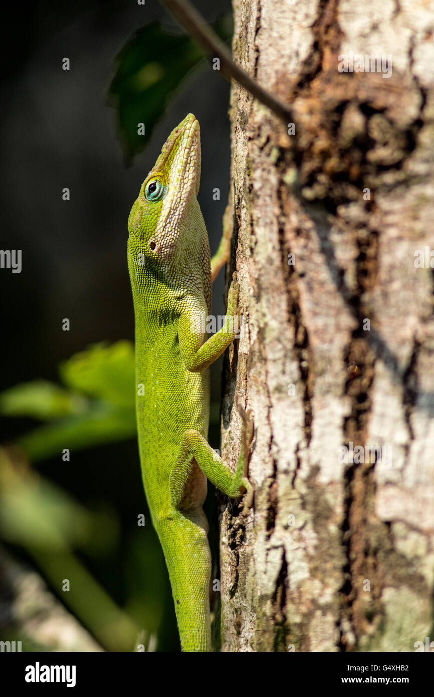 Carolina Anole (Anolis Carolinensis) - Camp Lula Sams, Brownsville, Texas, USA Stockfoto