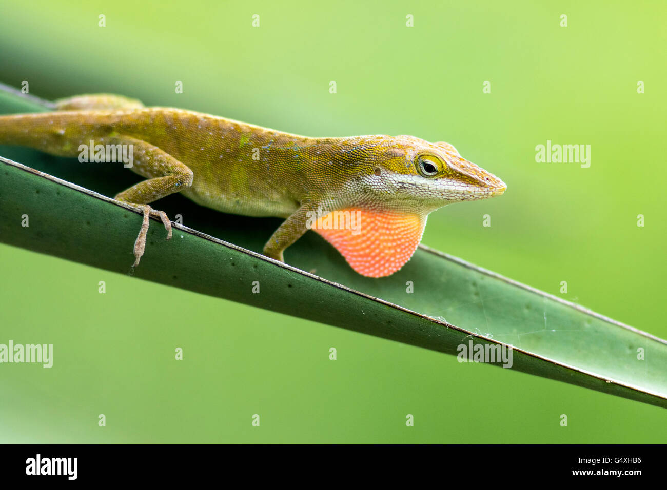 Carolina Anole (Anolis Carolinensis) - Camp Lula Sams, Brownsville, Texas, USA Stockfoto