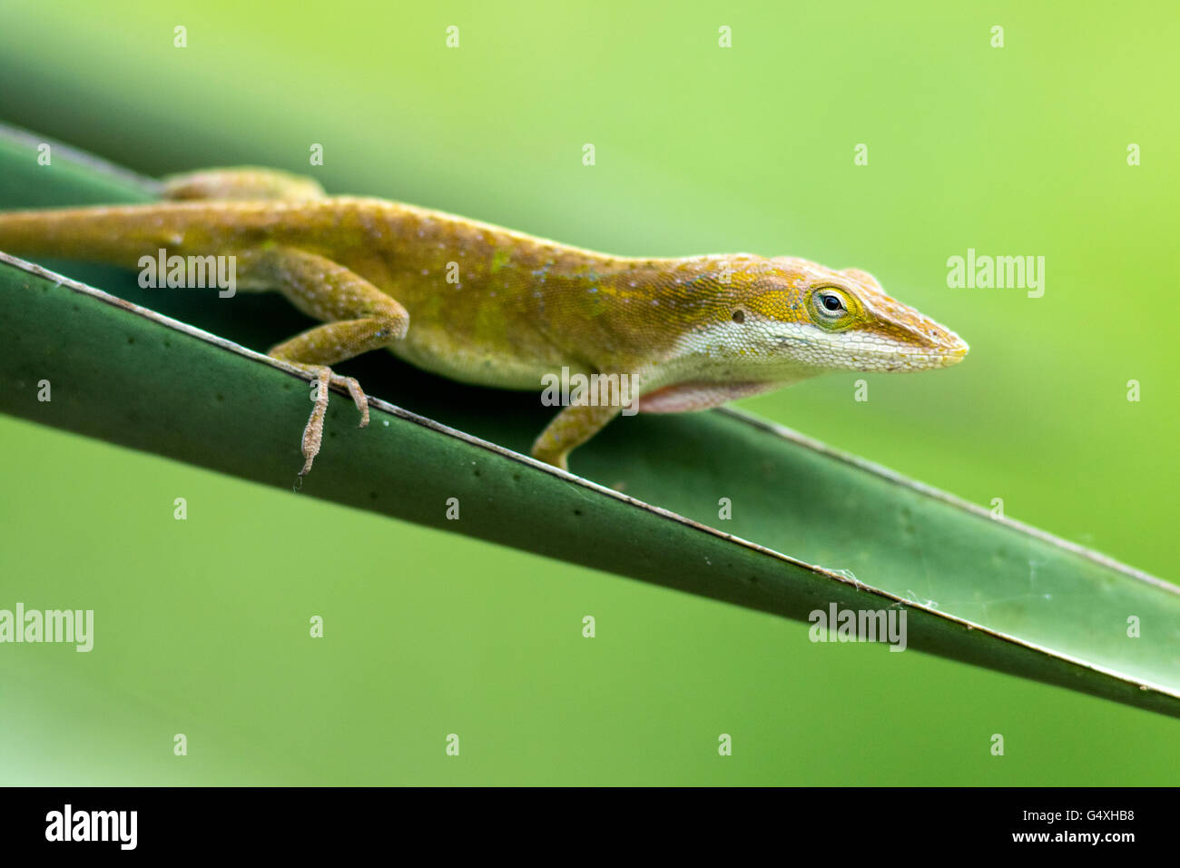 Carolina Anole (Anolis Carolinensis) - Camp Lula Sams, Brownsville, Texas, USA Stockfoto
