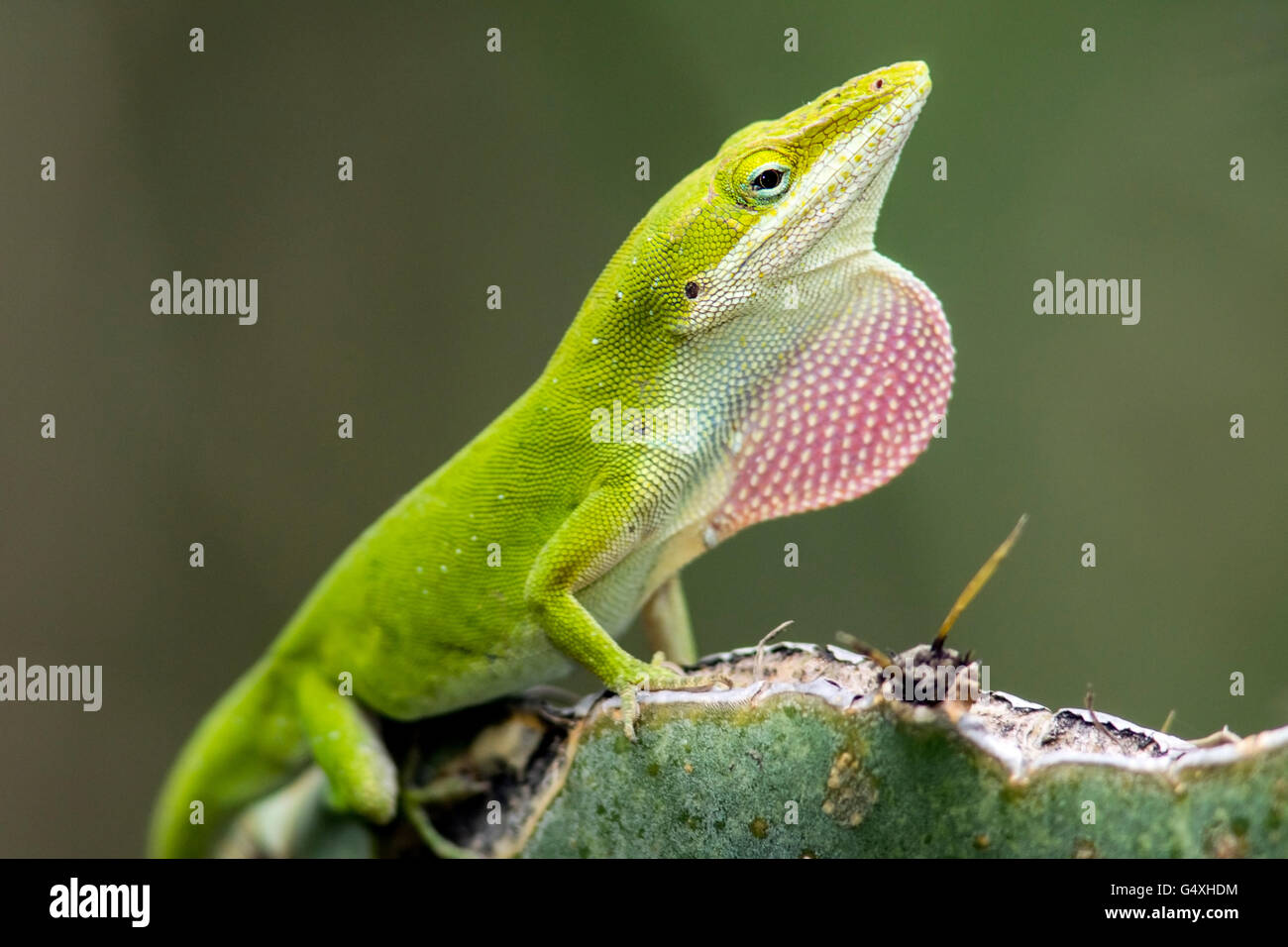 Carolina Anole (Anolis Carolinensis) - Camp Lula Sams, Brownsville, Texas, USA Stockfoto