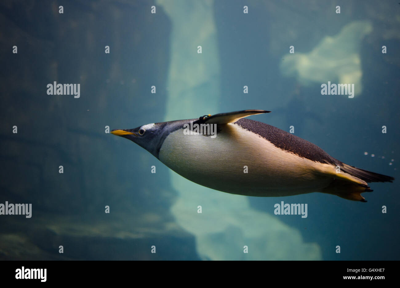 Pinguin unter einem Tauchgang unter Wasser Stockfoto
